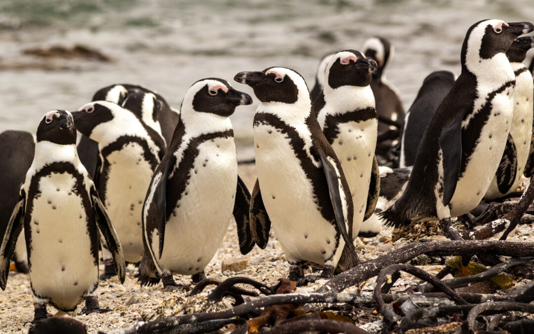 The African Penguin