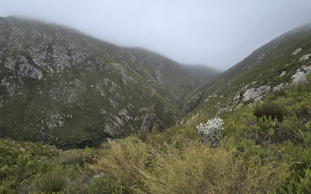 Kogelberg Fynbos