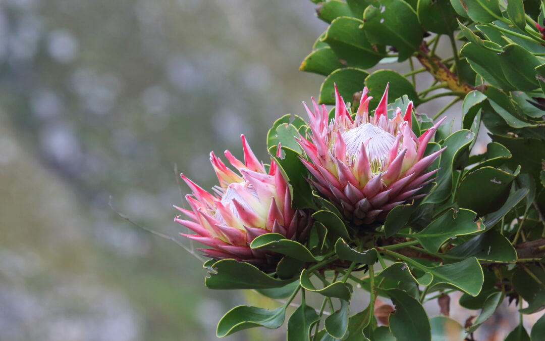 Proteas in the Kogelberg