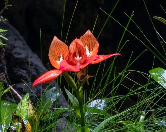 Orchids in the Kogelberg