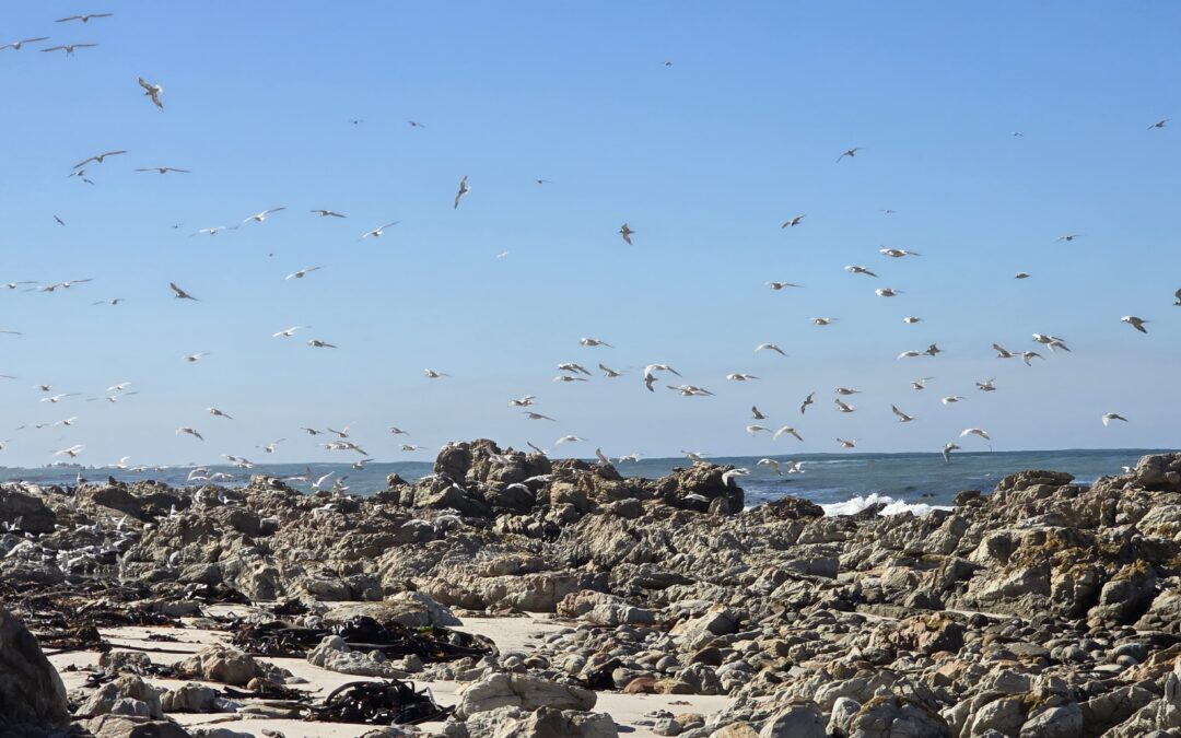 Penguin Trail Shorebirds – Kelp Gulls, Common Terns, and Cape Cormorants