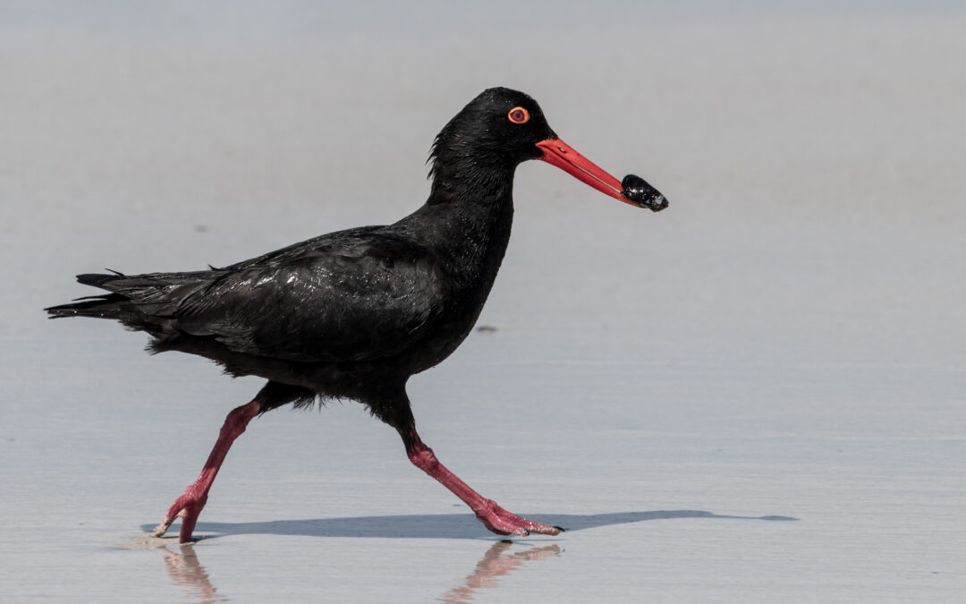 Penguin Trail shorebirds – African oystercatchers and Egyptian geese